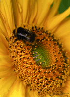 Bee on Giant Sunflower 01